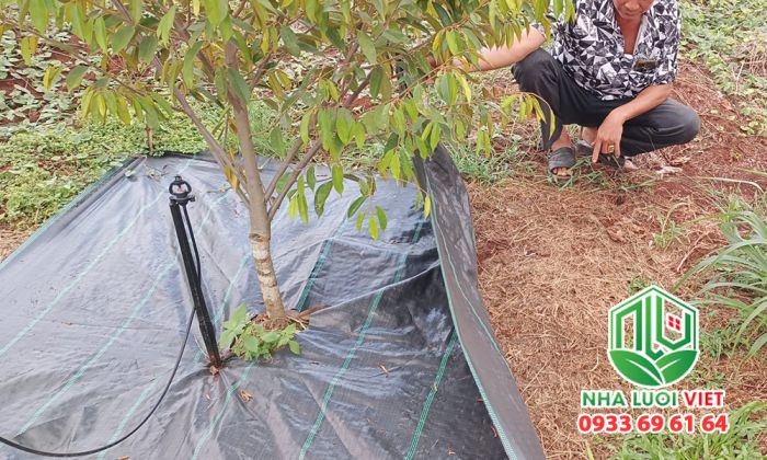 Sử dụng tấm bạt phủ gốc cho cây sầu riêng